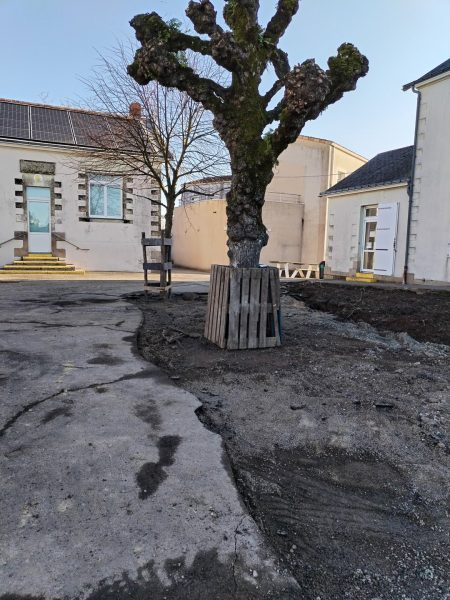 Arbre ancien protégé par un coffrage en bois dans une cour en rénovation entourée de bâtiments blancs